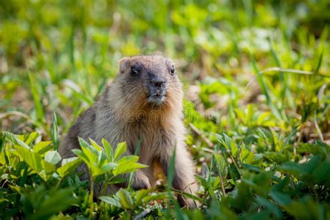 The Bobak Marmot Cub on Grass Stock Photo - Image of ground, green ...