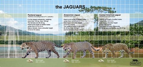 The jaguar size (fancat) by bigfancat on DeviantArt