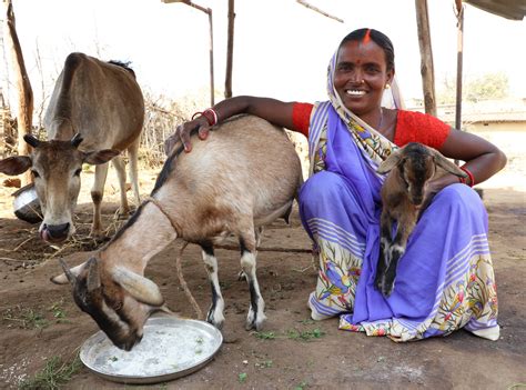 These goats are loved! - Children of India