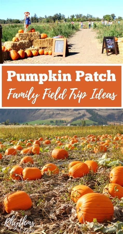 Pumpkin Patch Family Field Trip Ideas | Homeschool, Trips and Activities