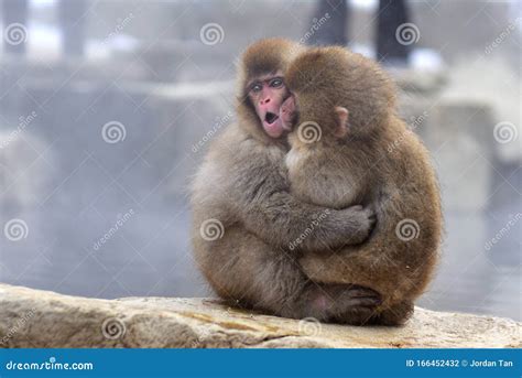 Young Japanese Macaques Snow Monkey Hugging at Jigokudani Monkey Park in Japan Stock Photo ...