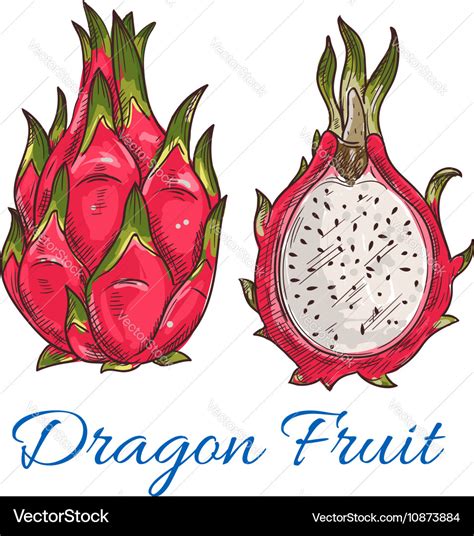 Dragon Fruit Drawing Images Find images of dragon fruit