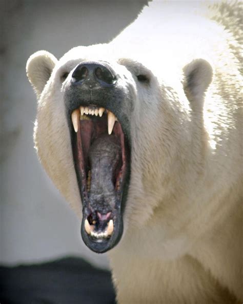 Adaptations of polar bears – LORECENTRAL