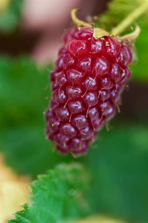 Tayberry is a cross between a blackberry and red raspberry with very sweet large aromatic fruit ...