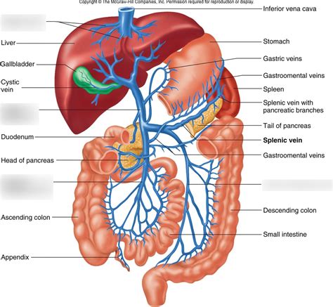 Liver Model Labeled Hepatic Portal Vein