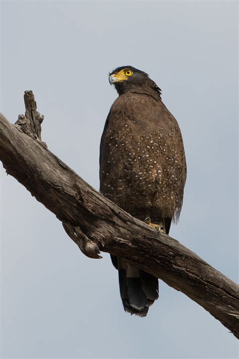 Crested serpent eagle, Rajaji National Park, India | Flickr