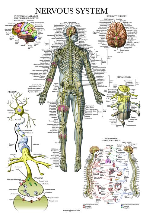 Buy Palace Learning Nervous System Anatomy - LAMINATED - Autonomic ...