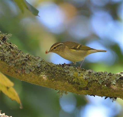 Yellow-browed Warbler by Nigel Crowhurst - BirdGuides