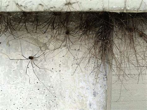 Horrifying picture of 'clustered' daddy long-legs spiders is the stuff of Halloween nightmares