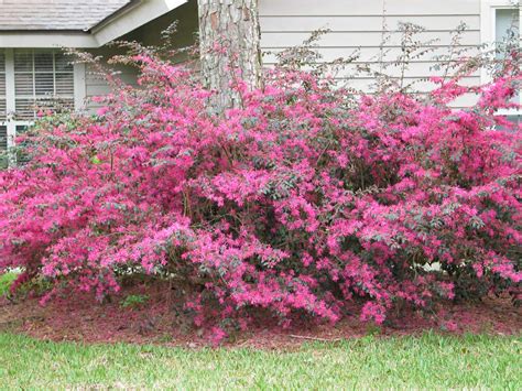 Loropetalum China Pink - Hello Hello Plants & Garden Supplies