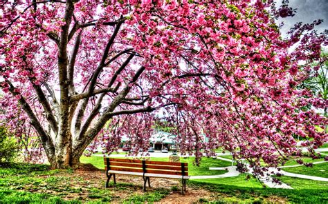 Download HDR Pink Flower Spring Bench Blossom Flower Tree Earth Photography Park HD Wallpaper