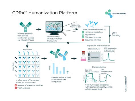 Antibody Humanization | Antibody Engineering | Fusion Antibodies