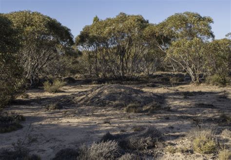 Malleefowl nest discovered at Dakalanta