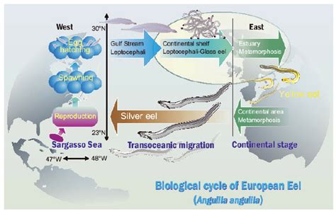 Biological cycle of the European eel ( Anguilla anguilla ). | Download Scientific Diagram