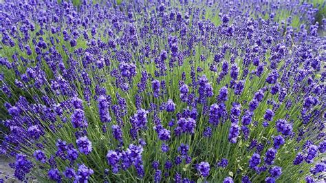 Lavanda Indoor Lavender Plant, Lavender Plant Care, Growing Lavender, Mint Plants, Indoor ...