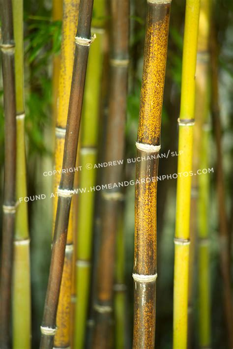 Beautiful Bamboo | HomeAndGardenPhotos.com