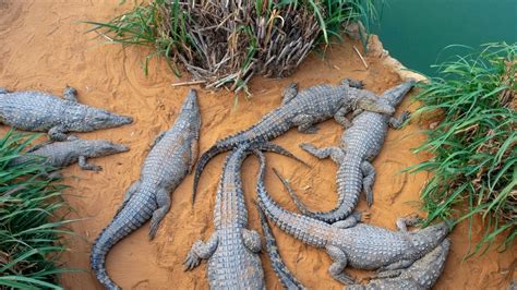 Types Of Crocodiles With Names