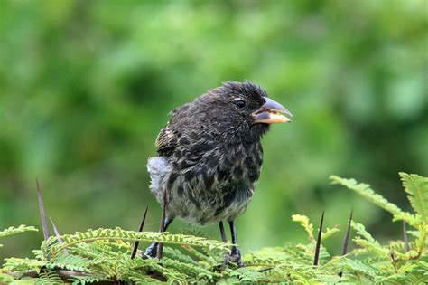 Vampire Ground Finch bird photo call and song/ Geospiza septentrionalis ...