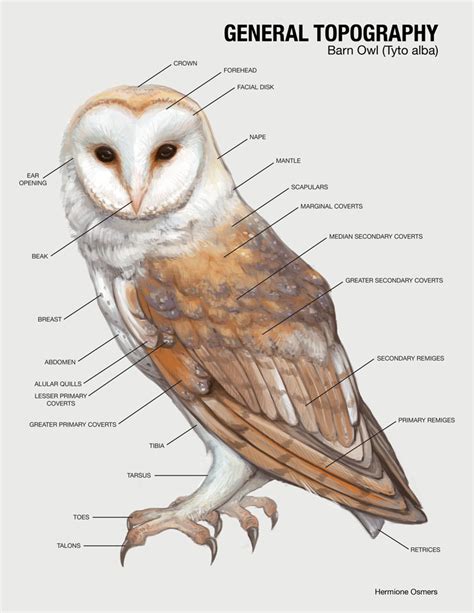 Image - Barn Owl by box jellyfish.jpg | Ophidia Wiki | FANDOM powered by Wikia