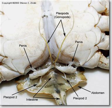 Reproduction/Development - The Blue Crab Resource