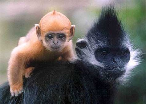 Langurs - Large, Long-limbed and Handsome | Animal Pictures and Facts ...