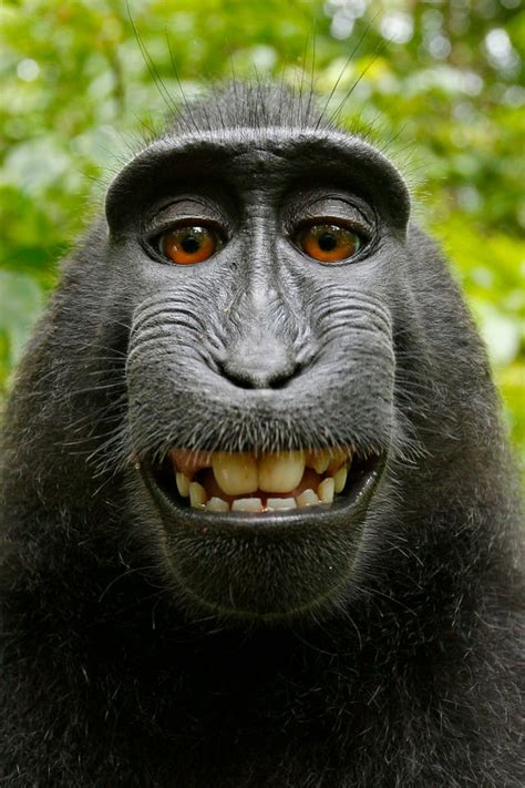 Wikipedia Defends the Monkey Selfie | The New Yorker