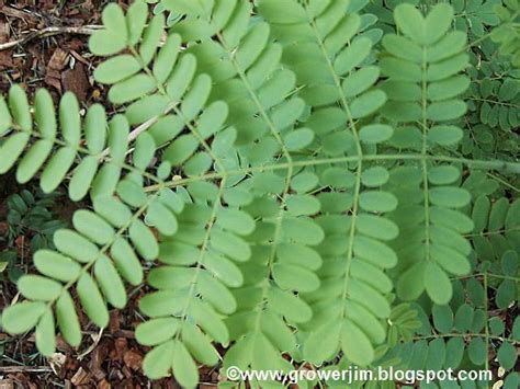 Garden Adventures: Caesalpinia pulcherrima