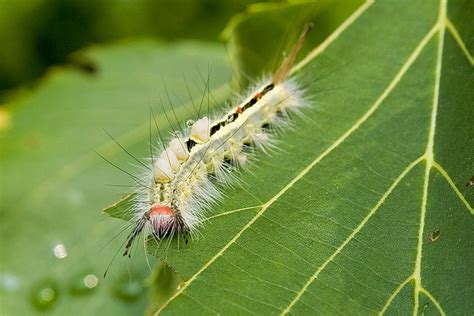 caterpillar stings - pictures, photos