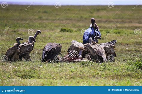 Vultures Eating Prey Leaving only the Ribcage of the Prey Stock Image - Image of raptor, feeding ...