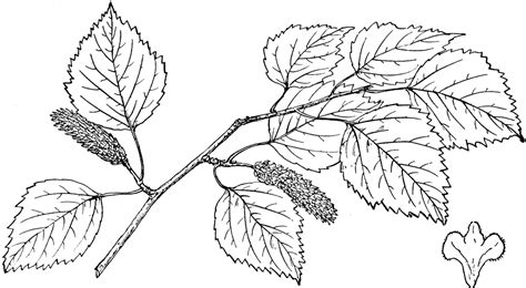 Birch Leaf Drawing at GetDrawings | Free download