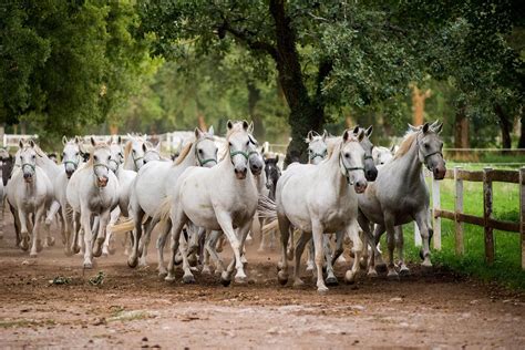 Lipica Stud Farm & Škocjan Caves | Croatia Trips