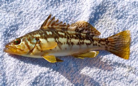 Kelp Bass - Pier Fishing in California