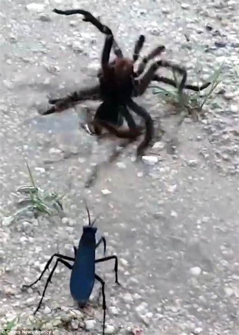 Giant tarantula filmed trying to fight off a wasp | Daily Mail Online