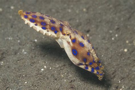 Blue-Ringed Octopus | Hapalochlaena lunulata | Elias Levy | Flickr