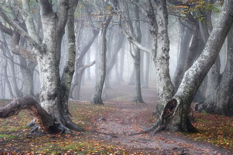 Seven Steps to Master Forest Photography | Fstoppers