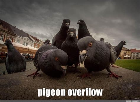 Meme: "pigeon overflow" - All Templates - Meme-arsenal.com