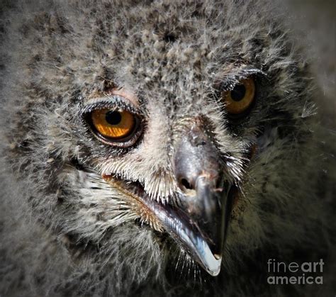 Baby Eagle Owl Photograph by Paulette Thomas - Fine Art America