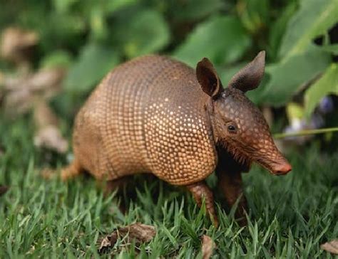 Armadillo Animal Information - Mammal With A Shell!