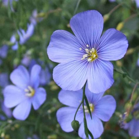 10 Jenis Bunga Warna Biru Ini Bisa Jadi Primadona di Taman Rumah