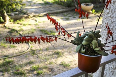 Gasteria Glomerata Succulent Plant in Bloom Stock Image - Image of ...