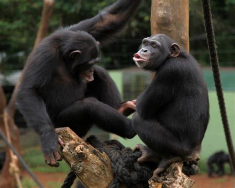 For the western chimpanzee, sanctuaries are more than just a last resort