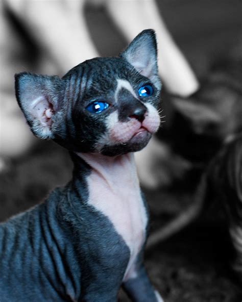 57 best Sphynx Cats images on Pinterest | Kitty cats, Sphynx and Cute kittens