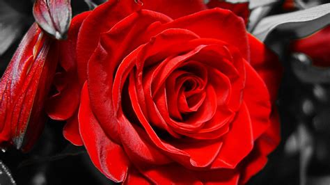 Free download Red Rose Black And White HD Walls Find Wallpapers [1920x1080] for your Desktop ...