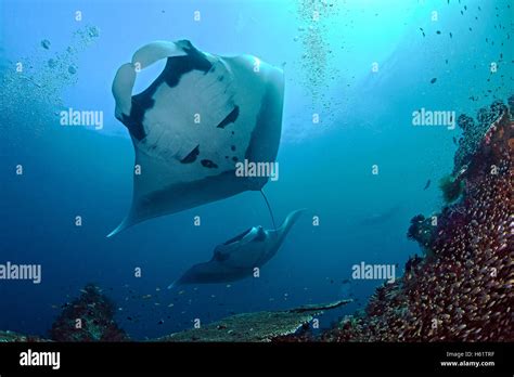 Manta rays soar over coral reef Stock Photo - Alamy