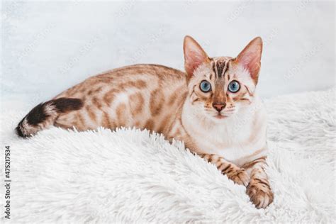 Beautiful Bengal cat with blue eyes is lying on white soft fluffy plaid ...