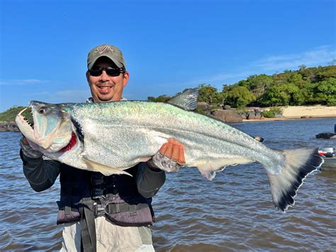 How to Catch Payara Fishing With Lures and Bait