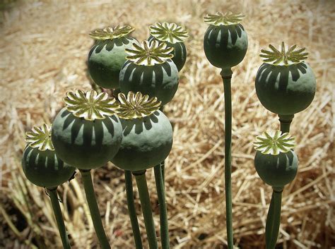 Opium Poppy Pods by Mendocino Coast Films