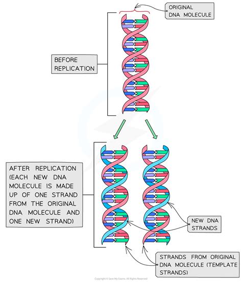 Semi-Conservative DNA Replication | CIE International A Level Biology Revision Notes 2022