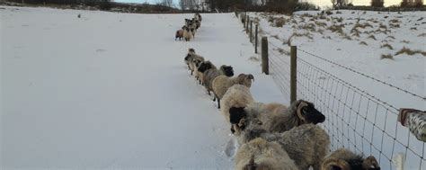 Boreray Sheep: A "Woolly" Remarkable Flock