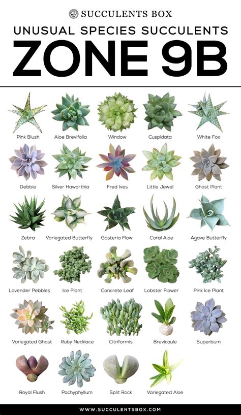 Pin by Janelle N. on Succulents | Types of succulents plants, Planting succulents, Succulents